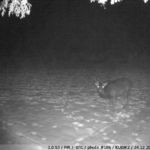 ночное фото Kubik - олень