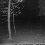 ночное фото с фотоловушки Kubik - олень