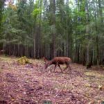 фото с фотоловушки Kubik - олень в лесу