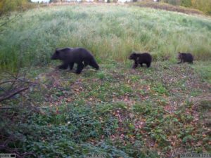 сработка Kubik - три медведя