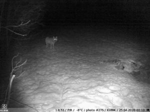 ночное фото с фотоловушки Kubik - волк